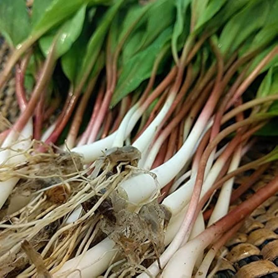 Wild Leek Allium tricoccum Seeds for Planting in Woodland Garden and Herb Patch for Planting, Premium Seeds | Heirloom N