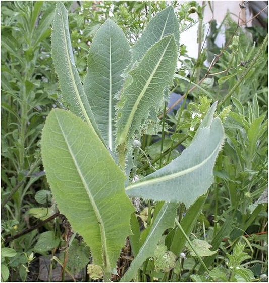 Wild Lettuce Lactuca virosa Vegetable Seeds for Planting in Urban Garden for Planting, Premium Vegetable Seeds | Heirloo