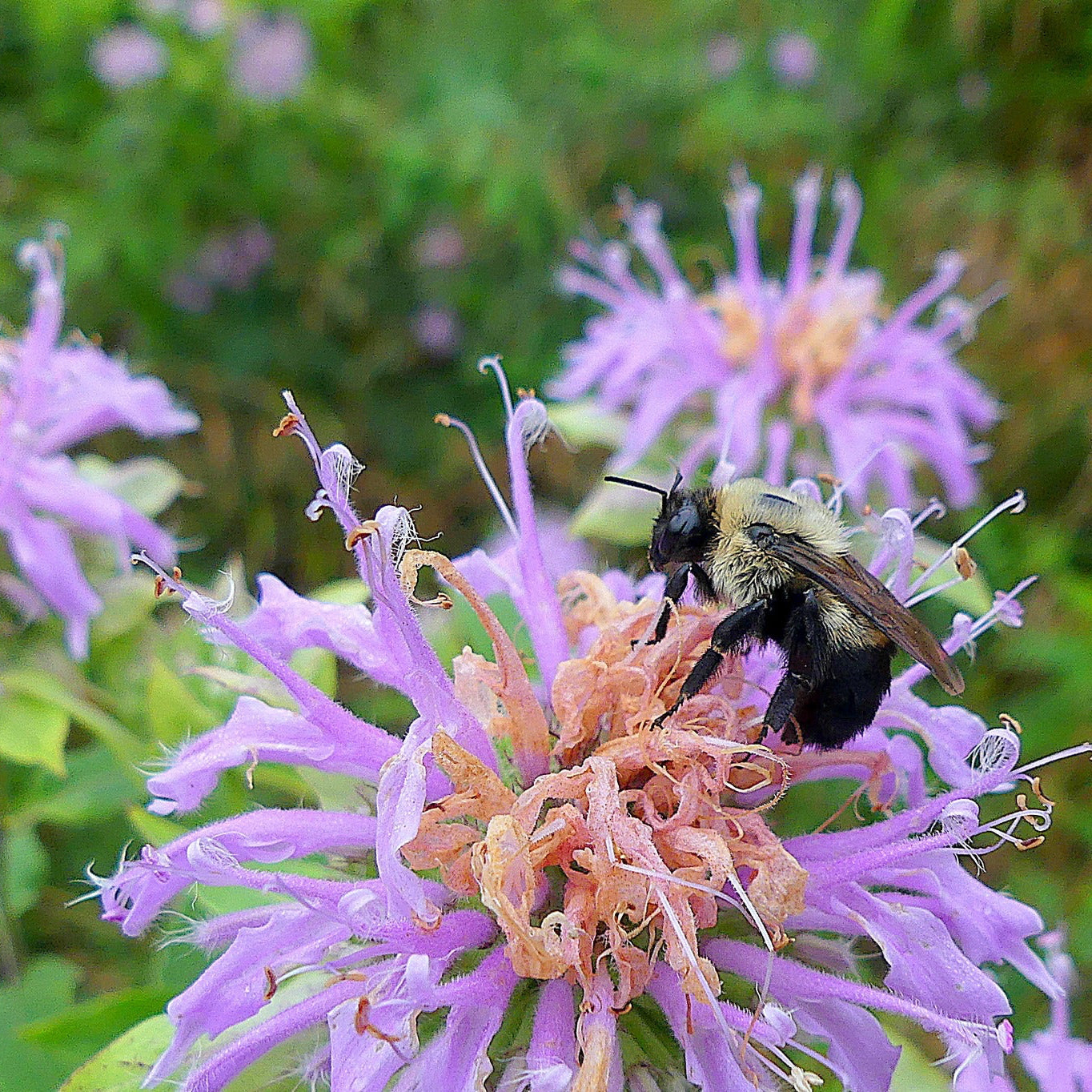 Bergamot (Lemon Bergamot) Herb Seeds ¨C Aromatic Pollinator Garden Variety