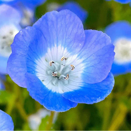 Nemophila Flower Seeds ¨C Cool-Season Blooming Garden Variety