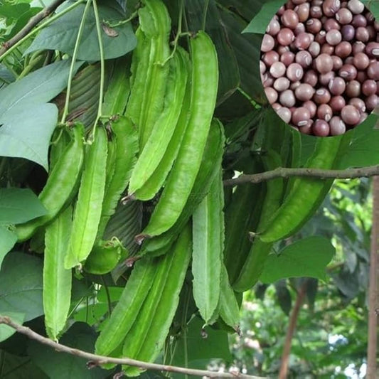 Winged Bean Seeds for Planting Psophocarpus Tetragonolobus vegetable patch trellis for Planting, Premium Vegetable Seeds