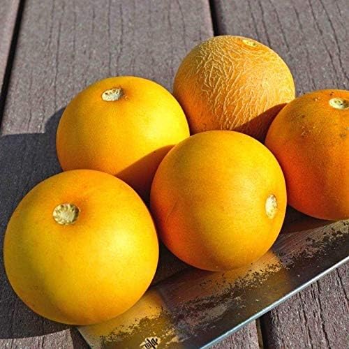 Peach Melon Cucumis melo Fruit Seeds for Planting in Garden Fruit Seeds for Home Gardens, Raised Beds & Outdoor Growing