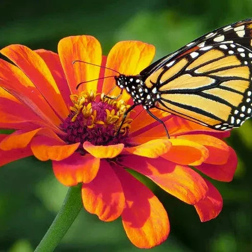 Zinnia Dahlia Flower Seeds ¨C Double-Bloom Hybrid Garden Variety