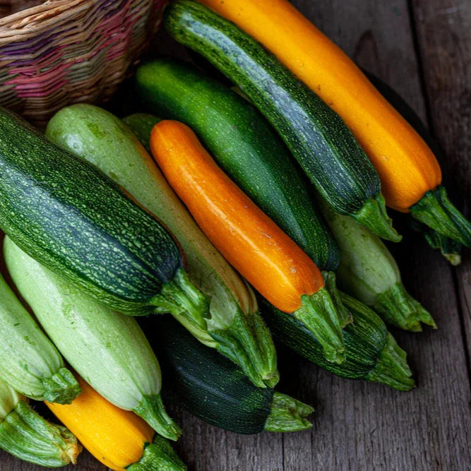Zucchini Seeds ¨C Summer Squash Garden Variety